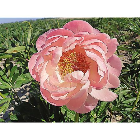 PIVOINE HERBACÉE de JARDIN CORAL CHARM