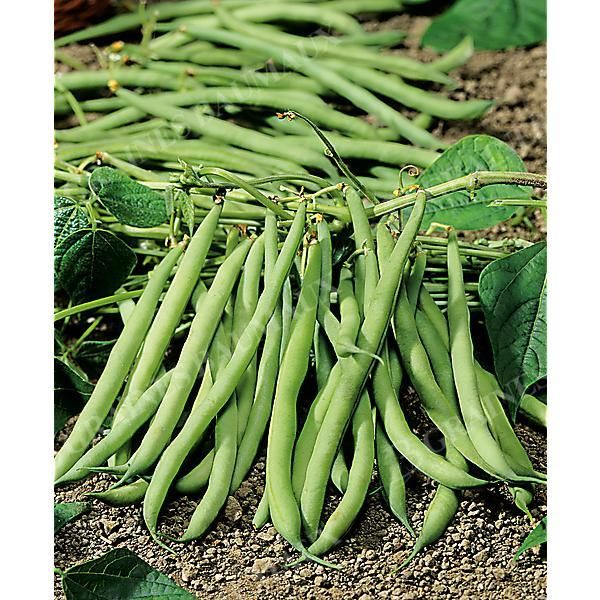 HARICOT nain mangetout CROPPER TEEPEE