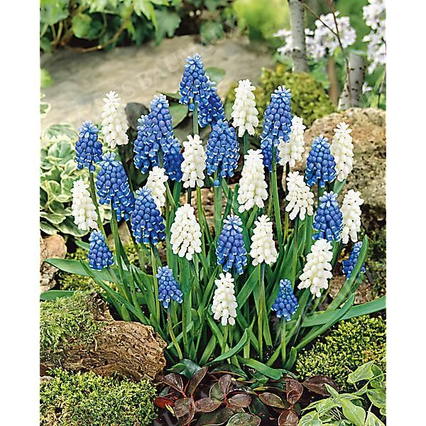MUSCARI MAGIC MIX