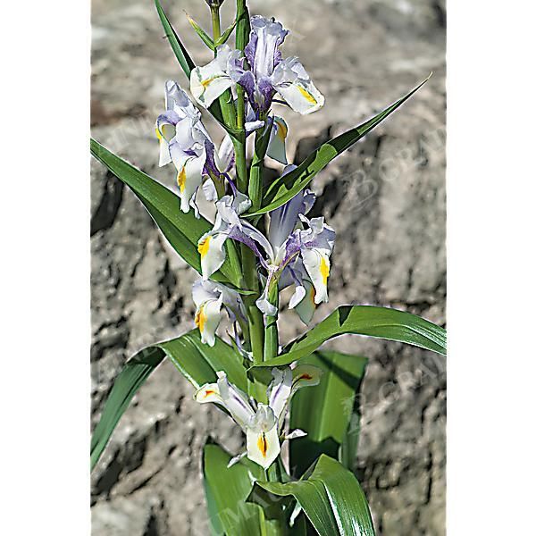 IRIS MAGNIFICA