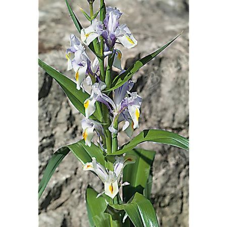 IRIS MAGNIFICA