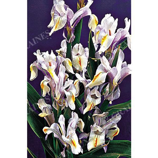 IRIS MAGNIFICA