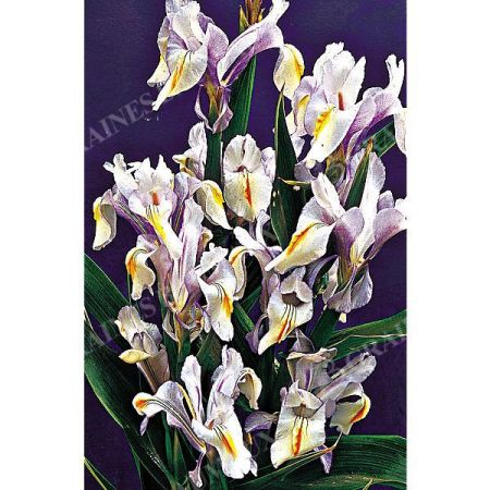 IRIS MAGNIFICA