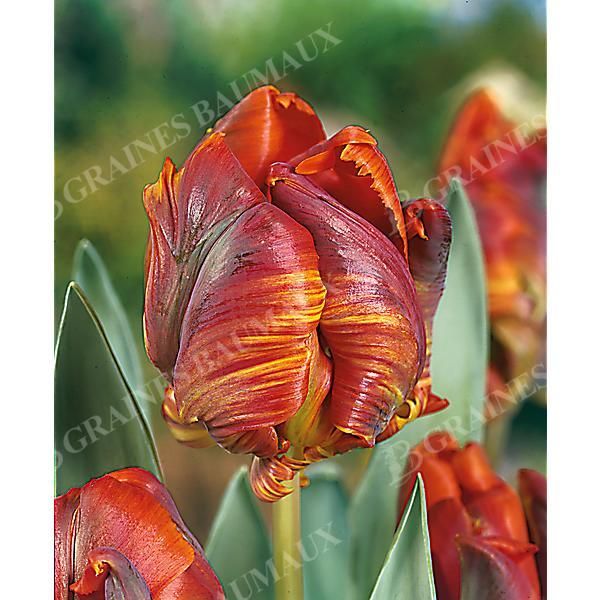 TULIPE perroquet BLUMEX FAVOURITE