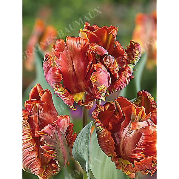 TULIPE perroquet BLUMEX FAVOURITE