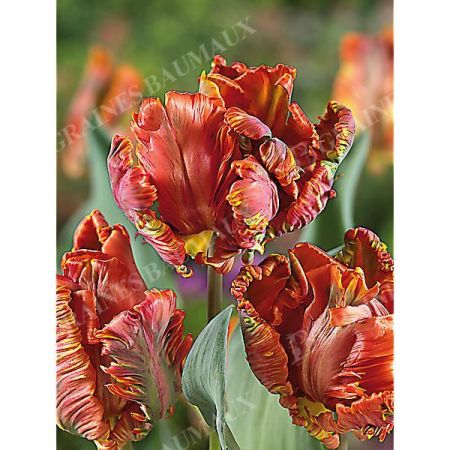 TULIPE perroquet BLUMEX FAVOURITE