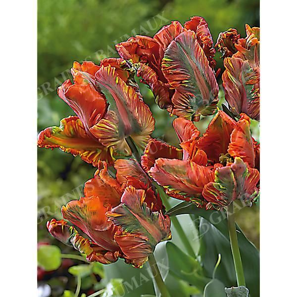 TULIPE perroquet BLUMEX FAVOURITE