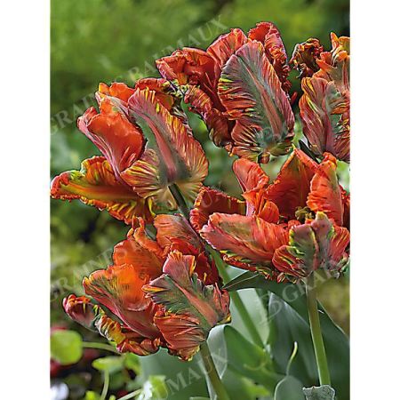 TULIPE perroquet BLUMEX FAVOURITE