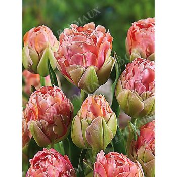 TULIPE pivoine RENOWN UNIQUE