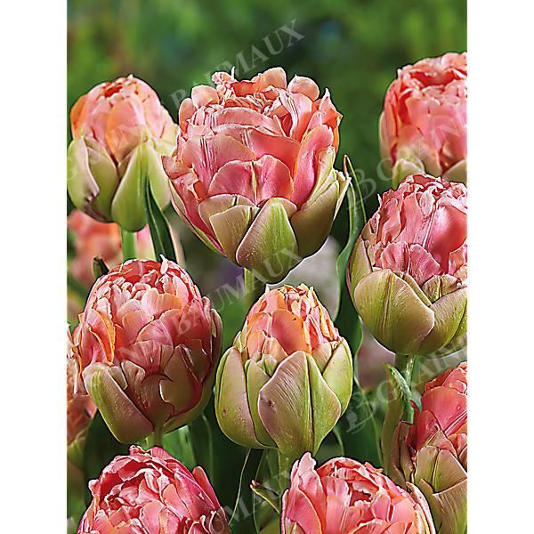 TULIPE pivoine RENOWN UNIQUE