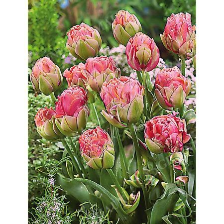 TULIPE pivoine RENOWN UNIQUE