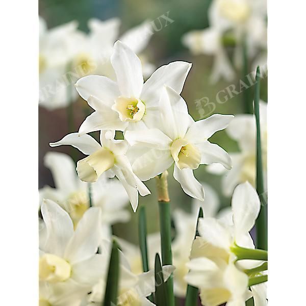 NARCISSE TOTO