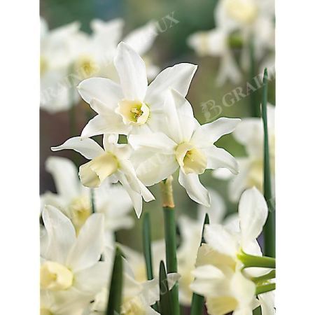 NARCISSE TOTO