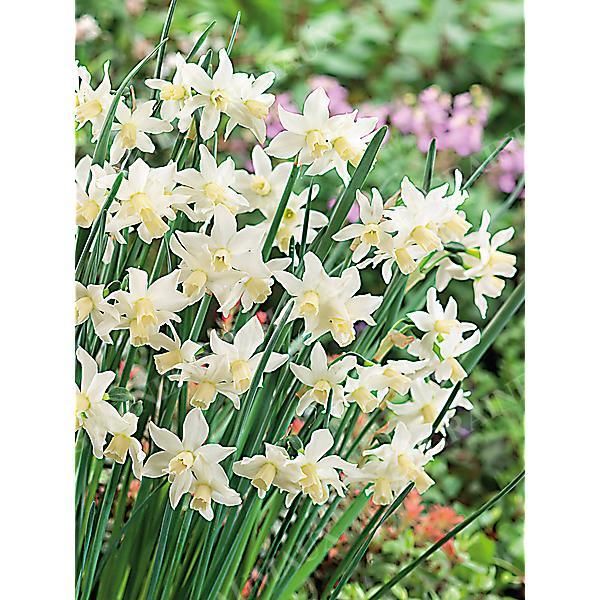 NARCISSE TOTO