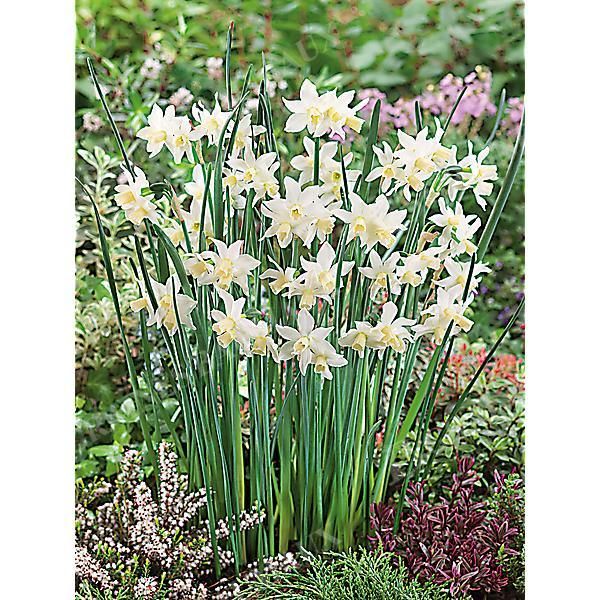 NARCISSE TOTO