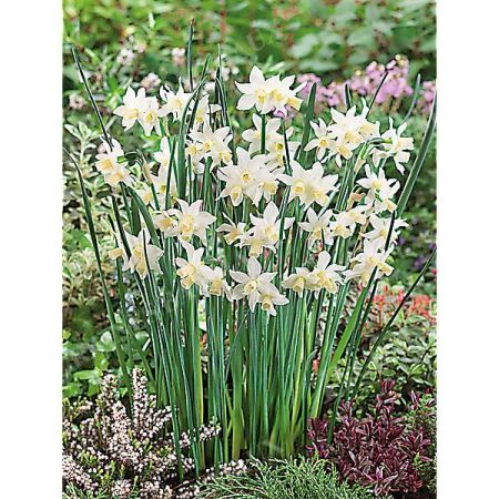 NARCISSE TOTO