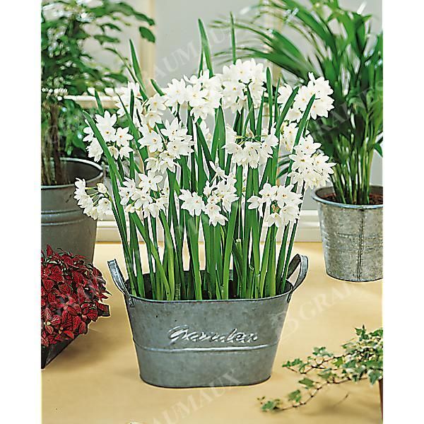 NARCISSE TOTO