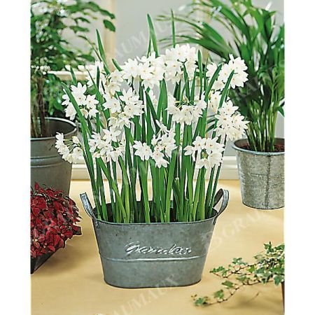 NARCISSE TOTO
