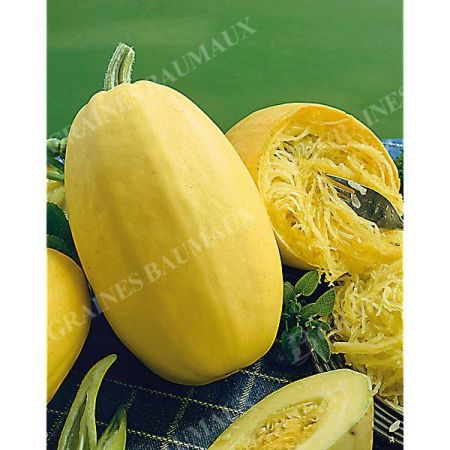 COURGE VEGETABLE SPAGHETTI Bio