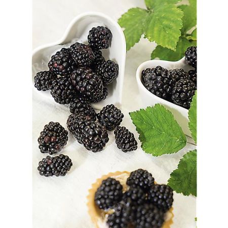 MÛRIER NESSY® LOCH NESS