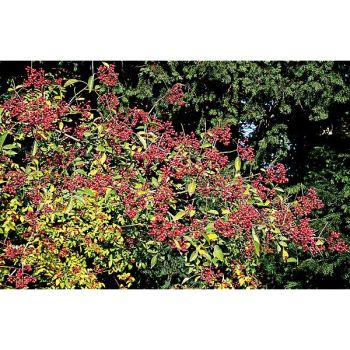 POIVRIER du SICHUAN LIU (z. simulans)