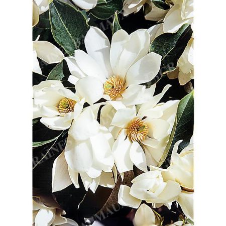 MAGNOLIA l. FAIRY HONEY VELVET