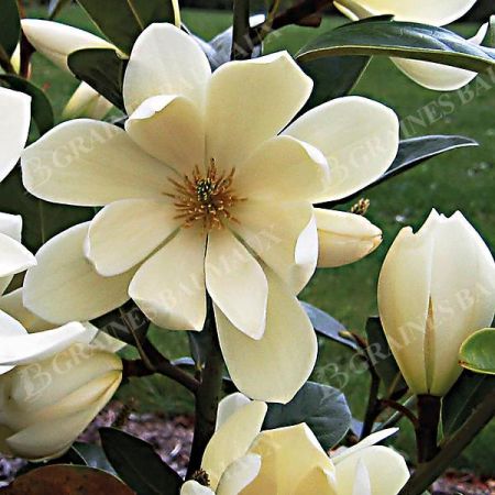MAGNOLIA l. FAIRY HONEY VELVET