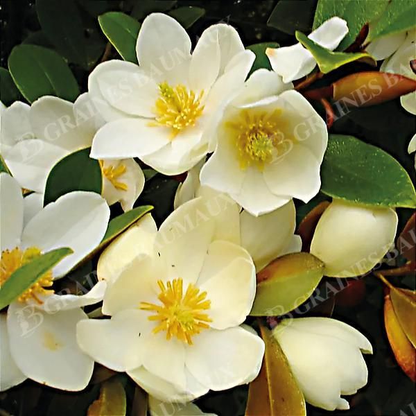 MAGNOLIA l. FAIRY HONEY VELVET