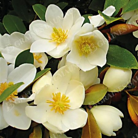 MAGNOLIA l. FAIRY HONEY VELVET