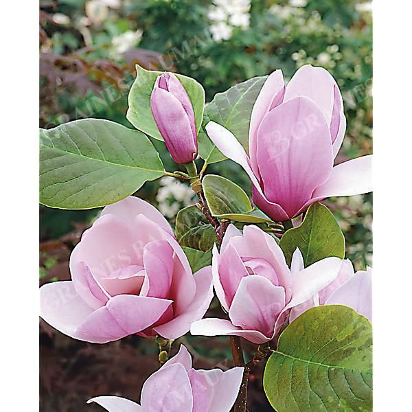 MAGNOLIA s. SATISFACTION