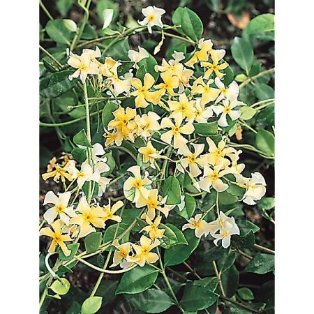 JASMIN étoilé STAR of TOSCANE