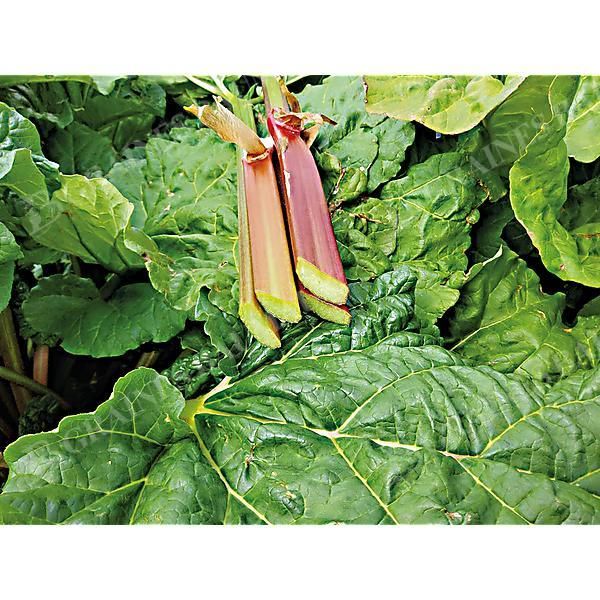 RHUBARBE EVERBARBER® CROPSTAR®