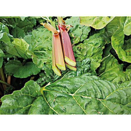 RHUBARBE EVERBARBER® CROPSTAR®
