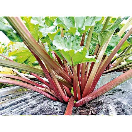 RHUBARBE EVERBARBER® CROPSTAR®