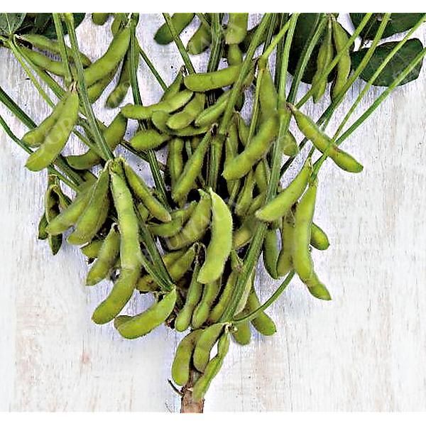 SOJA POTAGER ou EDAMAME DAME JUNKO obtention...
