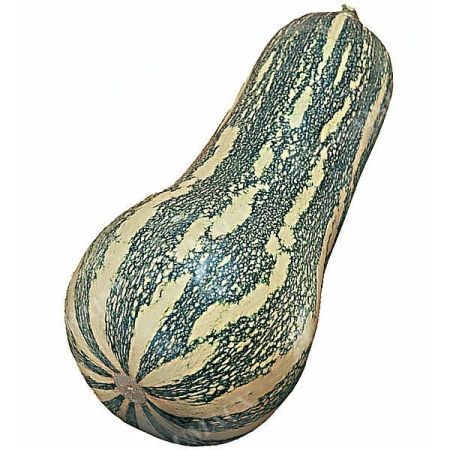 COURGE F1 BARBARA obtention SAKATA®