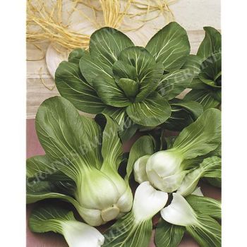 PAK-CHOÏ F1 YANG QUING CHOI (brassica campestris)...