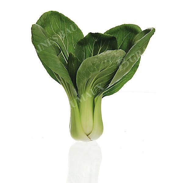 PAK-CHOÏ F1 YANG QUING CHOI (brassica...
