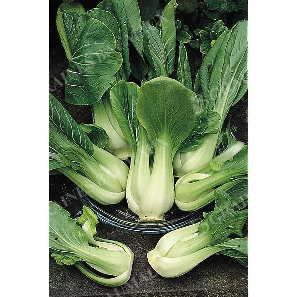 PAK-CHOÏ F1 MEI QING CHOÏ (brassica campestris)...