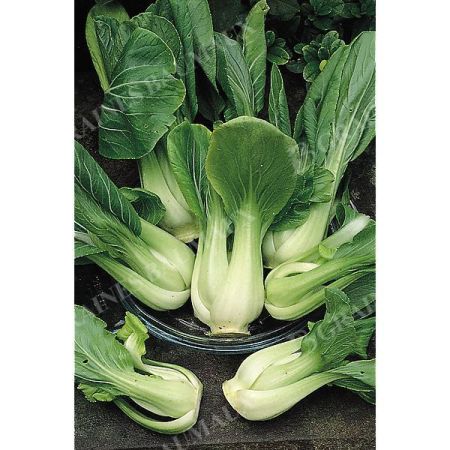 PAK-CHOÏ F1 MEI QING CHOÏ (brassica campestris) obtention SAKATA®