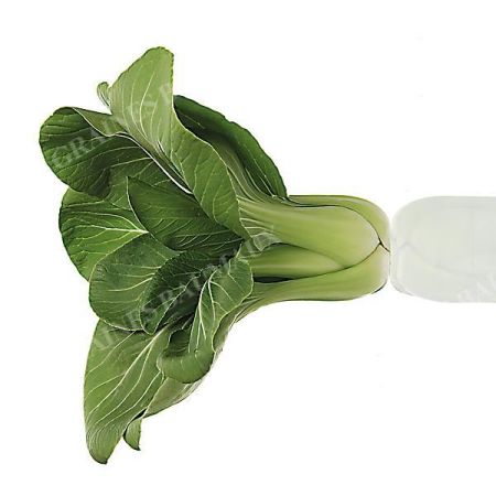 PAK-CHOÏ F1 MEI QING CHOÏ (brassica campestris) obtention SAKATA®