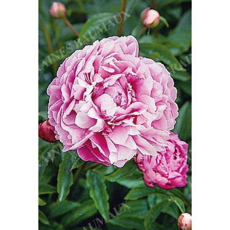 PIVOINE HERBACÉE de JARDIN GLORY HALLELUJAH