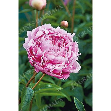 PIVOINE HERBACÉE de JARDIN GLORY HALLELUJAH