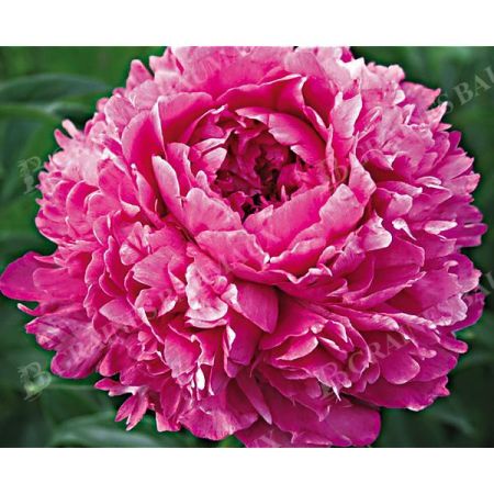 PIVOINE HERBACÉE de JARDIN GLORY HALLELUJAH