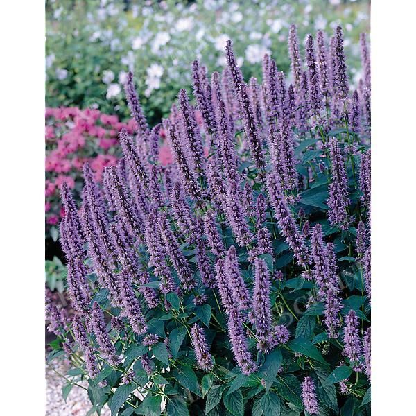 AGASTACHE foeniculum BLUE SPIKE