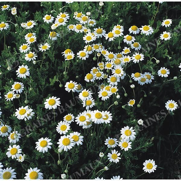 CAMOMILLE ROMAINE (anthemis ou chamaemelum...