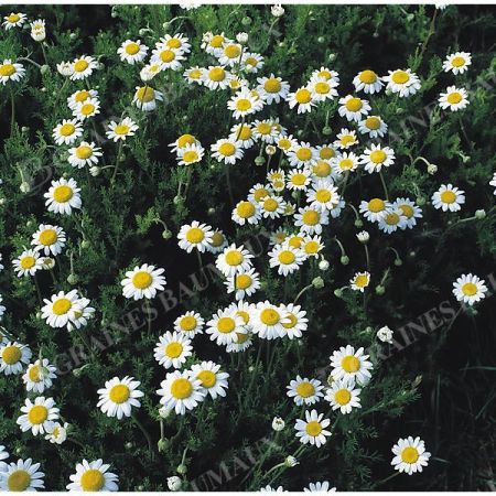 CAMOMILLE ROMAINE (anthemis ou chamaemelum nobilis)