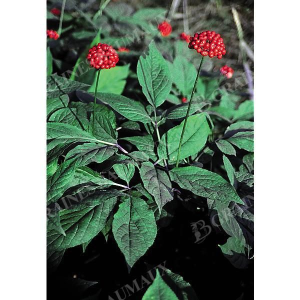 GINSENG (panax ginseng)