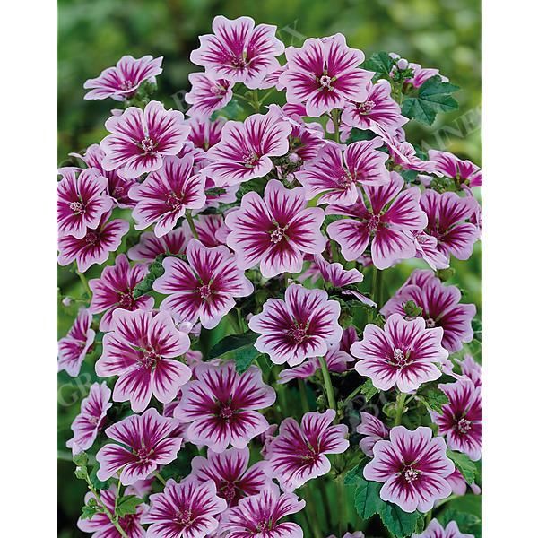 MAUVE (malva sylvestris)