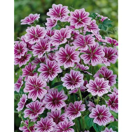 MAUVE (malva sylvestris)